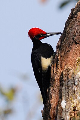 White-bellied woodpecker (male) (D. j. Hodgsonii)