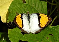 White Orange Tip Ixias marianne Erkek, Dr. Raju Kasambe DSCN2082 (8) .jpg