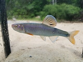 <span class="mw-page-title-main">Whitetail shiner</span> Species of fish