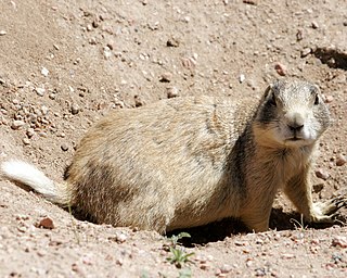 White-tailed prairie dog Species of rodent