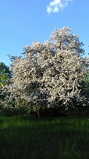 Vorschaubild für Wildapfel im Fort Hahneberg