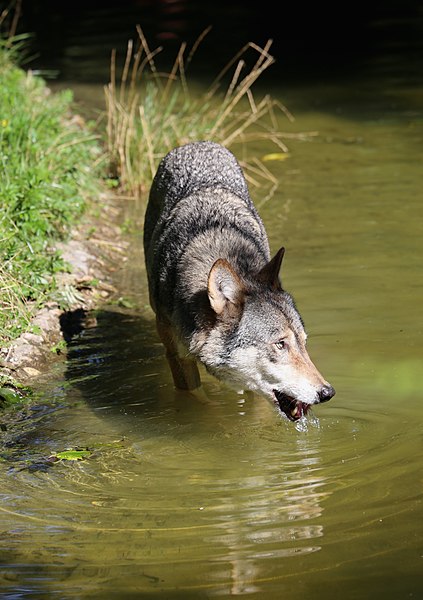 File:Wolf Canis lupus lupus Tierpark Hellabrunn-5.jpg