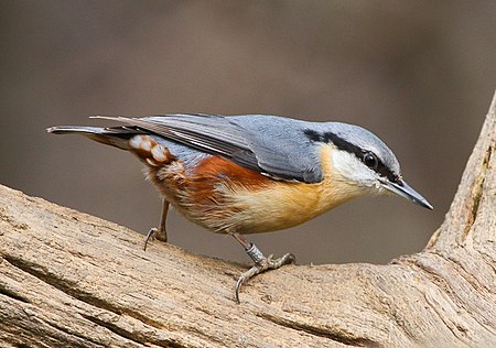 Wood Nuthatch - cropped.jpg