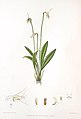 Masdevallia guttulata plate in: Florence H. Woolward: The Genus Masdevallia, (1896)