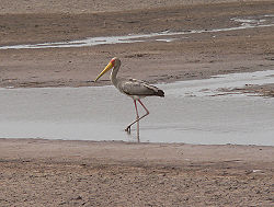 Yellow-billed stork.jpg