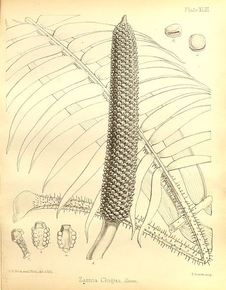 Zamia chigua