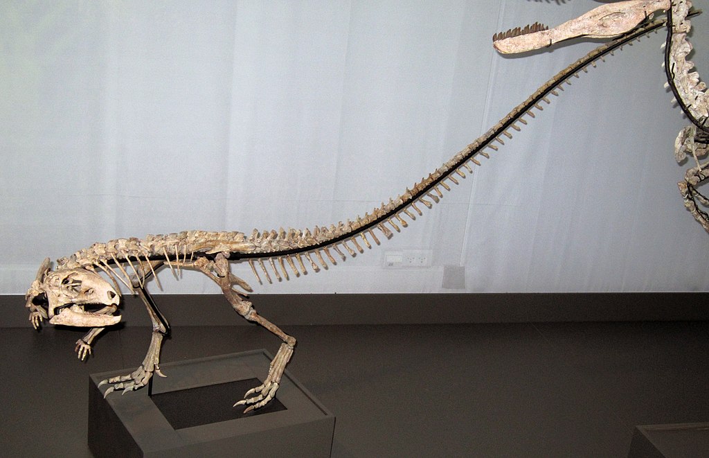 Zephyrosaurus in Copenhagen