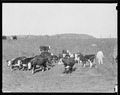 "A few of the fine Hereford cattle belonging to Sherman Stiner, a progressive farmer on Lead Mine Bend, Union County... - NARA - 532727.tif