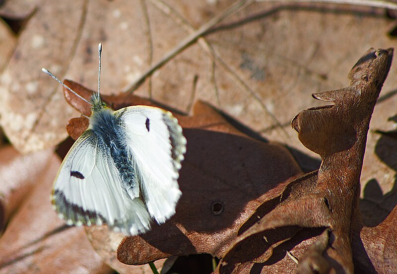 File:Зорька (Аврора) - Anthocharis cardamines - Orange Tip - Кардаминова пеперуда - Aurorafalter (32212126366).jpg