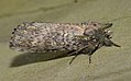 - 8005 – Schizura ipomaeae – Morning-glory Prominent Moth (35904886155).jpg
