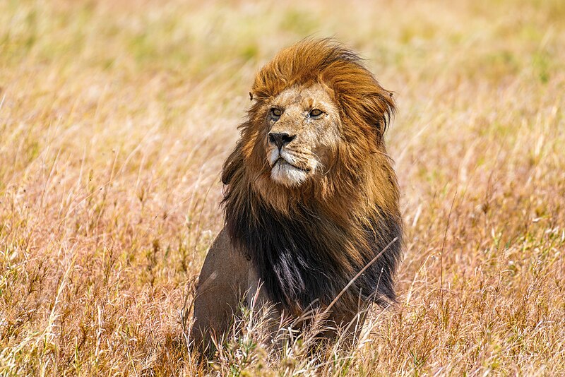 File:002 The lion king Snyggve in the Serengeti National Park Photo by Giles Laurent.jpg