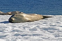 00 2196 Antarctica, Crabeater seal (Lobodon carcinophagus).jpg