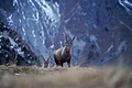 * Nomination Group of wild alpine ibex at Grammont --Giles Laurent 01:26, 4 May 2024 (UTC) * Promotion  Support Good quality. --Rjcastillo 02:09, 4 May 2024 (UTC)