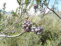 Grmi borovnic v NP Cotopaxi
