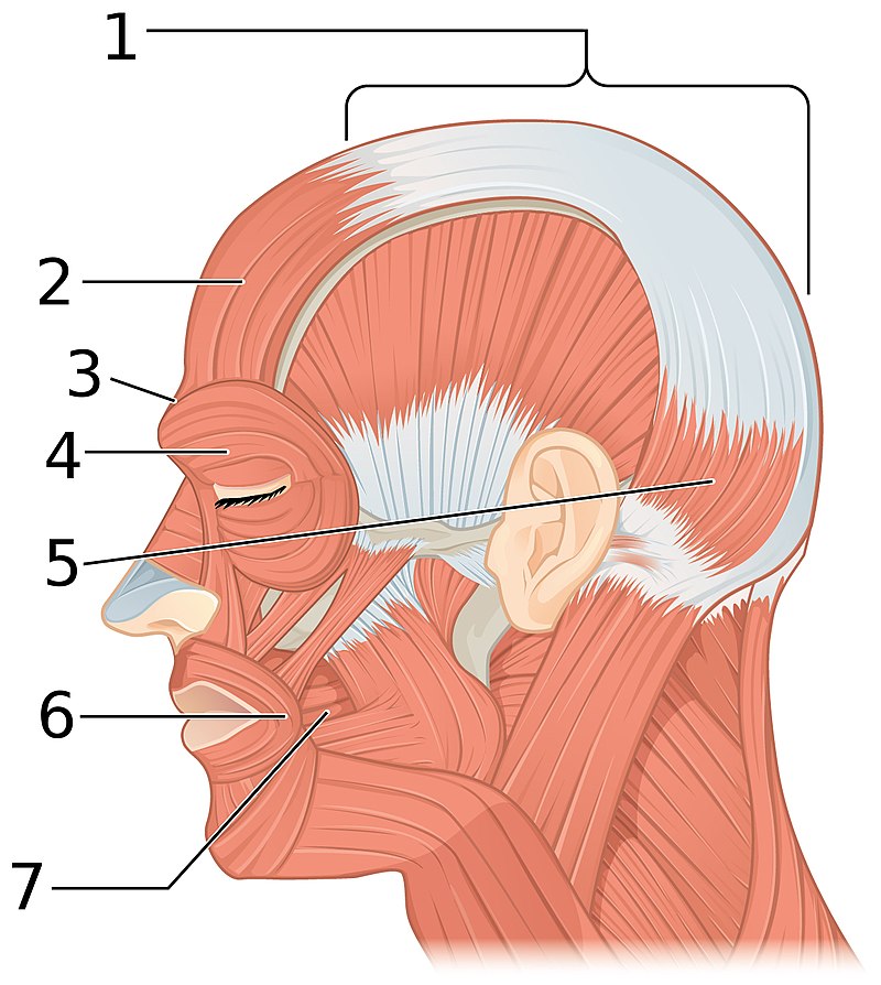Occipital ridge - Wikipedia