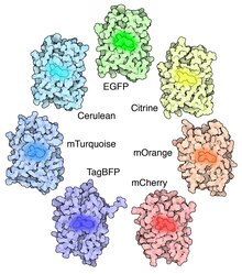 A palette of variants of GFP and DsRed. 174-GFPLikeProteins GFP-like Proteins.tif