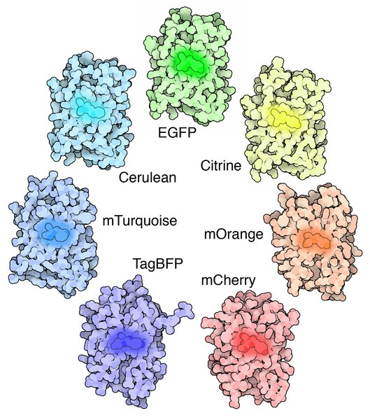 File:174-GFPLikeProteins GFP-like Proteins.tif