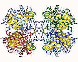 Modèle tridimensionnel de l'enzyme