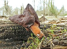 Gyromitra ambigua tumbuh di Sauvie Island, Oregon