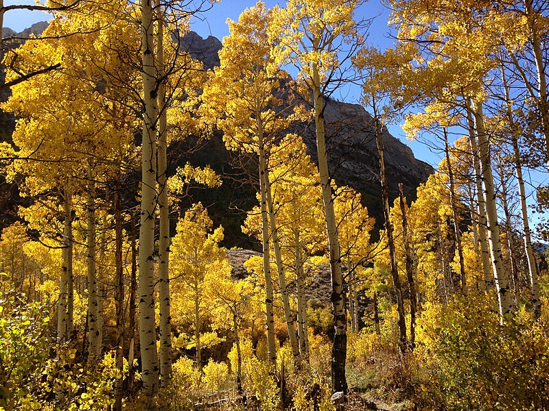 800px-2013-10-06_15_04_21_Aspens_during_autumn_along_the_Changing_Canyon_Nature_Trail_in_Lamoille_Canyon%2C_Nevada.jpg