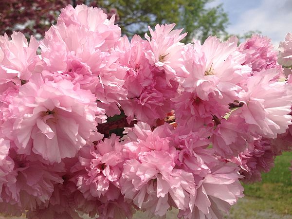 Japanese cherry blossoms, Prunus serrulata, designated imperial personal emblem of Atsuko