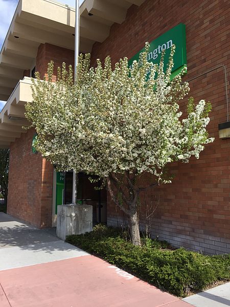 File:2015-03-31 10 15 17 Crabapple beginning to bloom along Idaho Street (Interstate 80 Business) in Elko, Nevada.JPG