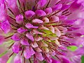 * Nomination Rot-Klee - Trifolium pratense, Blüte (blossom) --Hockei 14:25, 21 June 2015 (UTC) * Promotion  Support good quality --Christian Ferrer 11:11, 26 June 2015 (UTC)