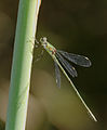 (Westliche) Weidenjungfer - Lestes viridis oder Chalcolestes viridis, Männchen