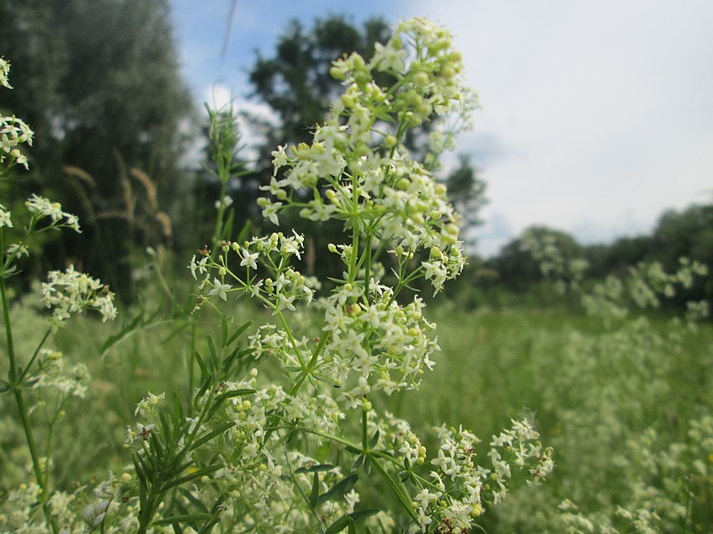 File:20190618Galium mollugo2.jpg