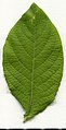 * Nomination Salix caprea. Leaf adaxial side. --Knopik-som 00:24, 20 June 2021 (UTC) * Promotion  Support Good quality -- Johann Jaritz 02:46, 20 June 2021 (UTC)