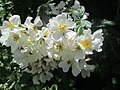 Rosa multiflora (Büschel-Rose) nicht einheimisch