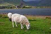 Sheep in front of Kilchurn Castle in Scotland, as viewed from a near layby.