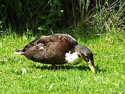 Stockenten Bad Buchau (Kurpark)