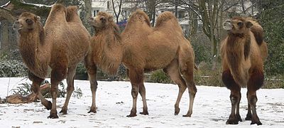3 Bactrian Camels in the Cologne Zoo.jpg