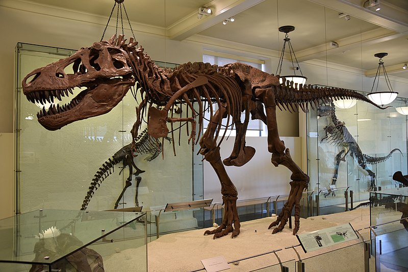 File:AMNH 5027 Trex.jpg