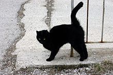 [1] Eine schwarze Katze wird als Unglücksbringer angesehen, ein Aberglaube, der mit der Wirklichkeit nichts zu tun hat.