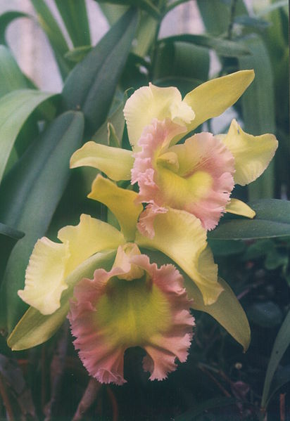 File:A and B Larsen orchids - Brassolaeliocattleya C John Henry x Brassolaeliocattleya Toshie Aoki 650-4.jpg