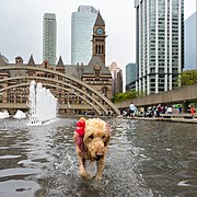 A dog plays in the water - Nathan Phillips Square.jpg