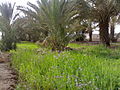 Farm outside Al Qurnah