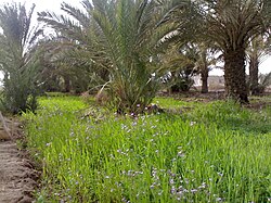 Ein Bauernhof in der Stadt Al Qurna