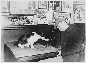 A patron of "Sammy's Bowery Follies," a downtown bar, sleeping at his table while the resident cat laps at his beer, 12- - NARA - 541905.jpg