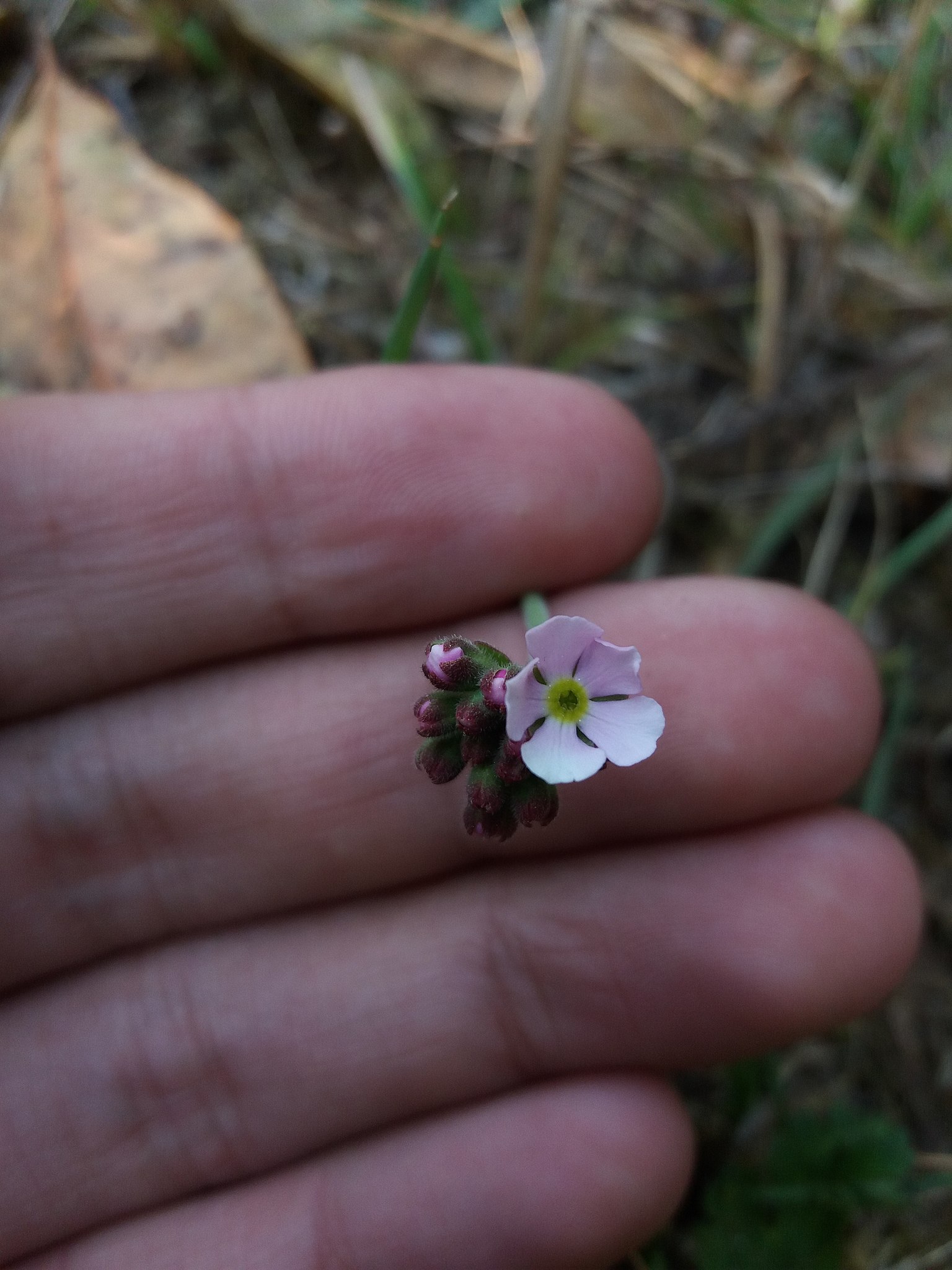 File:Small flowers (5371688781).jpg - Wikimedia Commons