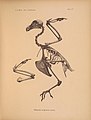 Abbildungen von Vogel-Skeletten (Tafel LV) (6981807405).jpg
