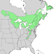 Acer spicatum range map 1.png