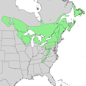 Acer spicatum range map 1.png