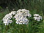 Gewoon duizendblad (Achillea millefolium)