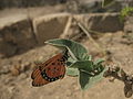 Miniatuurafbeelding voor de versie van 19 feb 2014 17:57