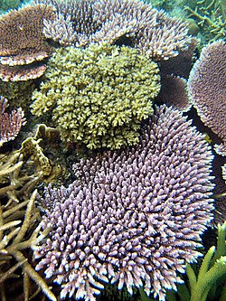 Acropora species6.jpg