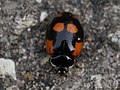 Adalia bipunctata (Linnaeus, 1758)