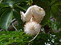 Adansonia digitata，非洲猢猻木的花